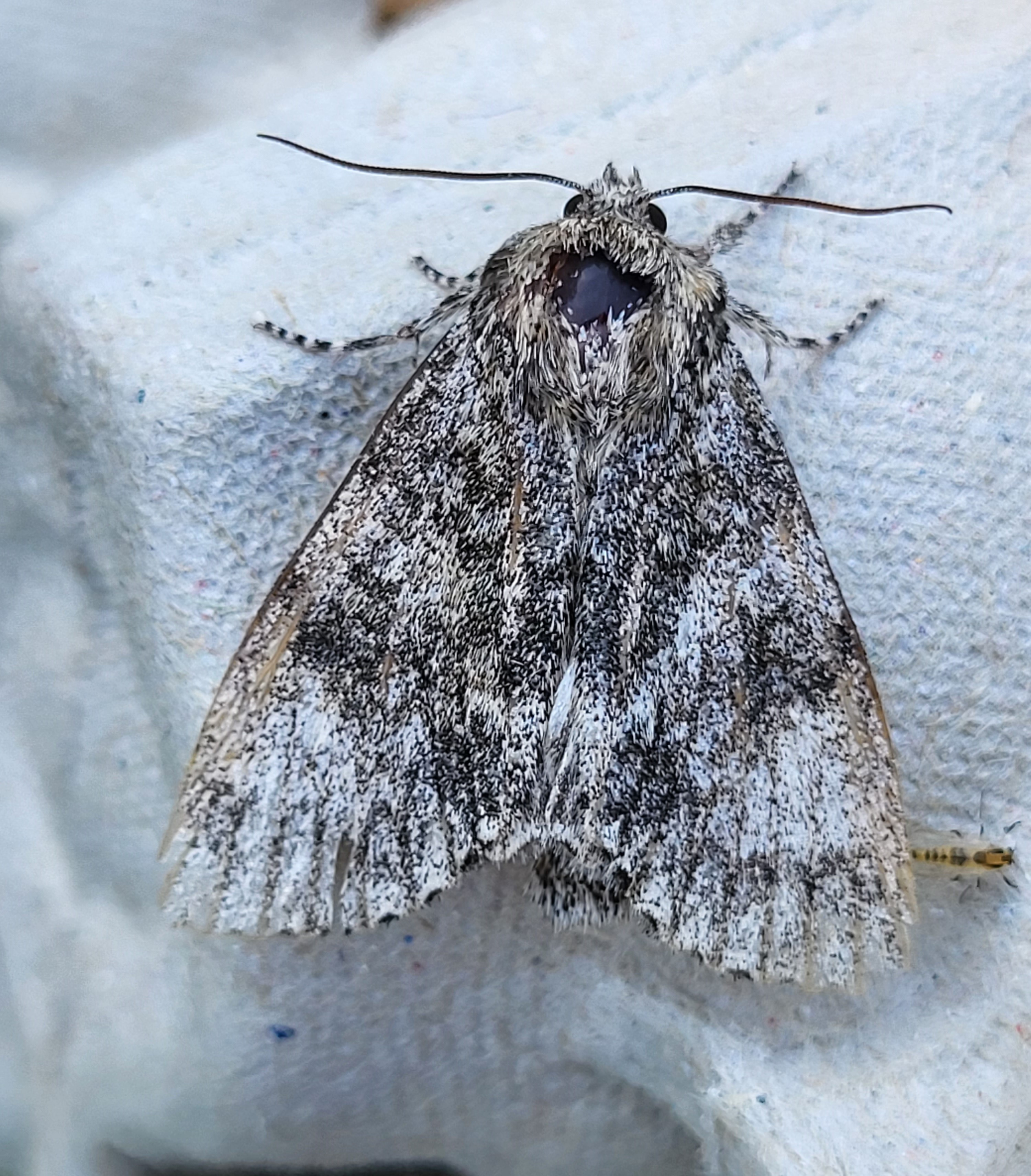 Photo of Poplar Grey (Subacronicta megacephala)
